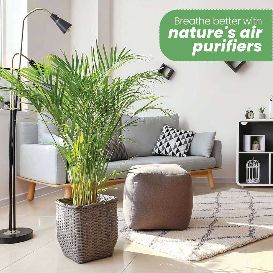 American Plant Exchange Areca Palm in 10-inch pot adds tropical vibes indoors.