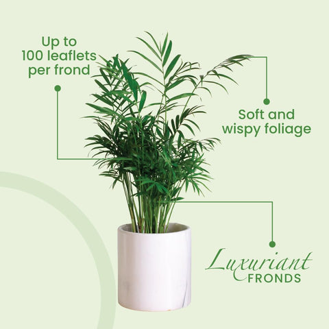 American Plant Exchange feathery fronds elevate entryways and workspaces.