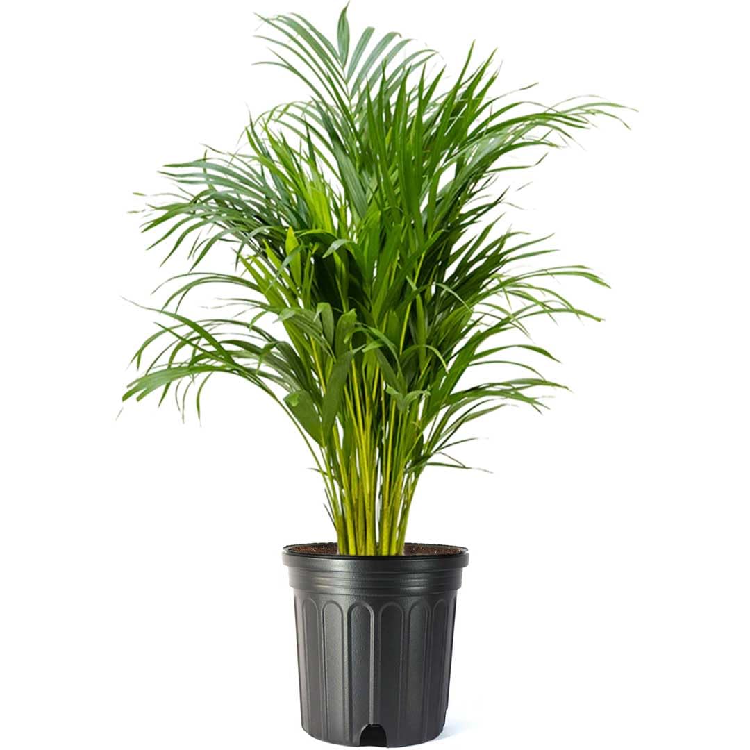 American Plant Exchange Areca Palm with feathery fronds for bright indoor decor.