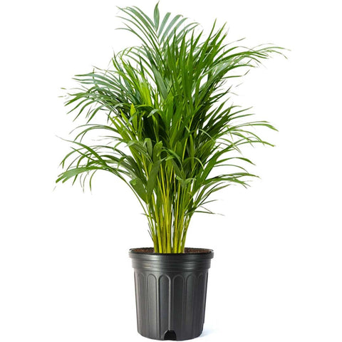 American Plant Exchange Areca Palm with feathery fronds for bright indoor decor.