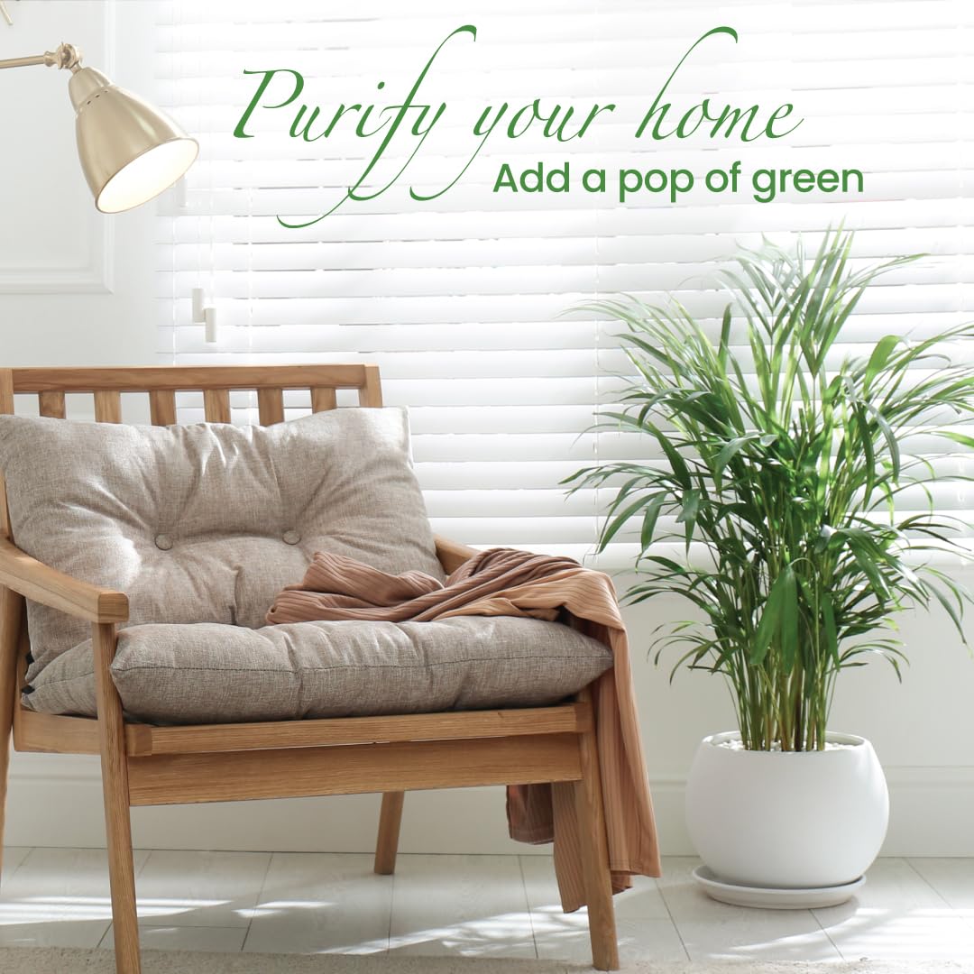 American Plant Exchange Areca Palm adds airiness and pet-friendly beauty to homes.