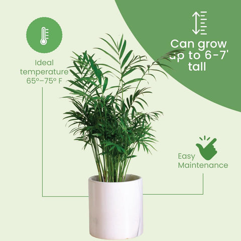 American Plant Exchange Areca Palm enhances office spaces with lush greenery.