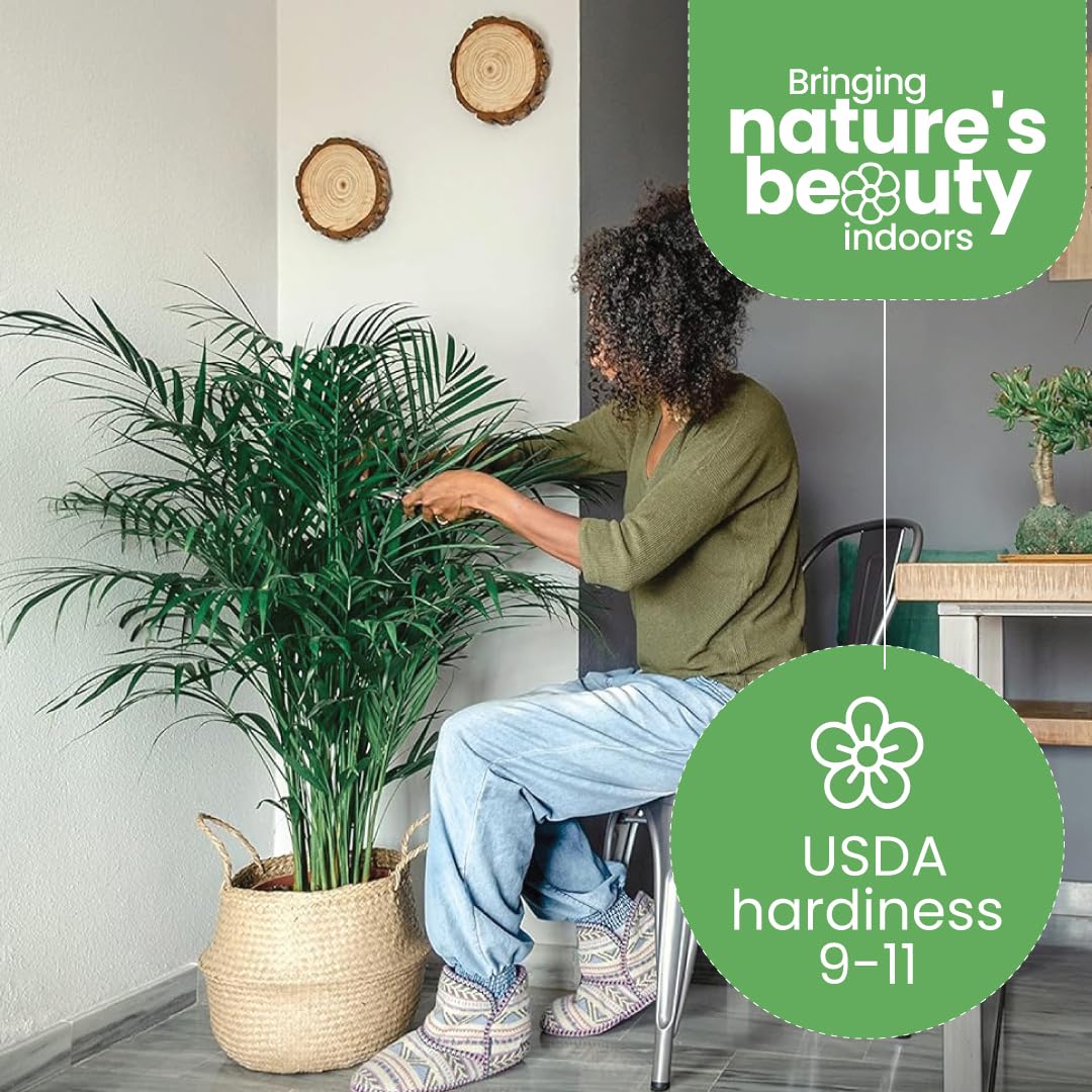American Plant Exchange Areca Palm thrives in bright indirect light for versatile spaces.