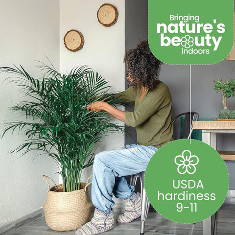 American Plant Exchange Areca Palm thrives in bright indirect light for versatile spaces.