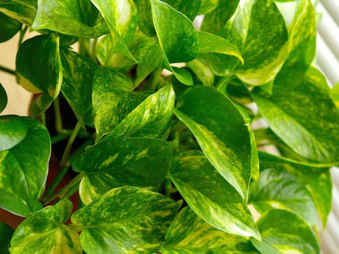 Healthy growth and lush vines from American Plant Exchange, perfect for beginners.