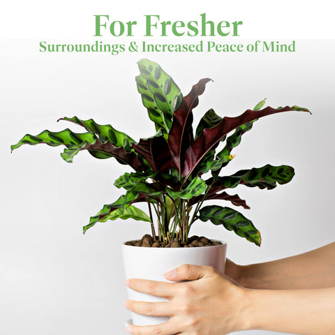 American Plant Exchange Calathea Rattlesnake suitable for low-light office corners