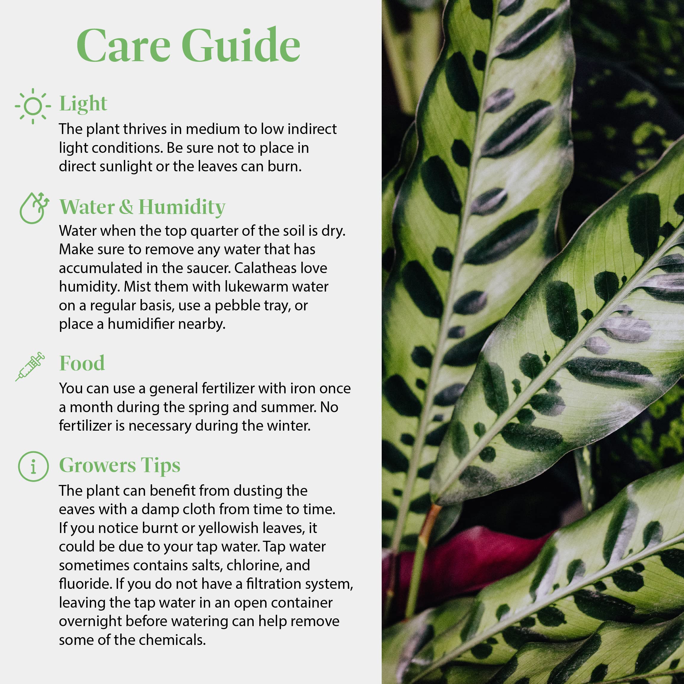 American Plant Exchange Calathea Rattlesnake placed on a shelf brightening home decor