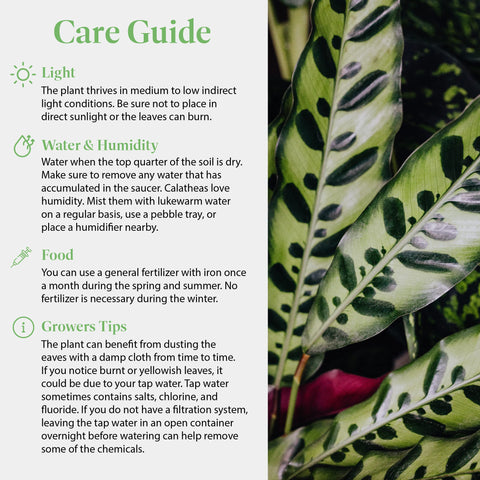 American Plant Exchange Calathea Rattlesnake placed on a shelf brightening home decor