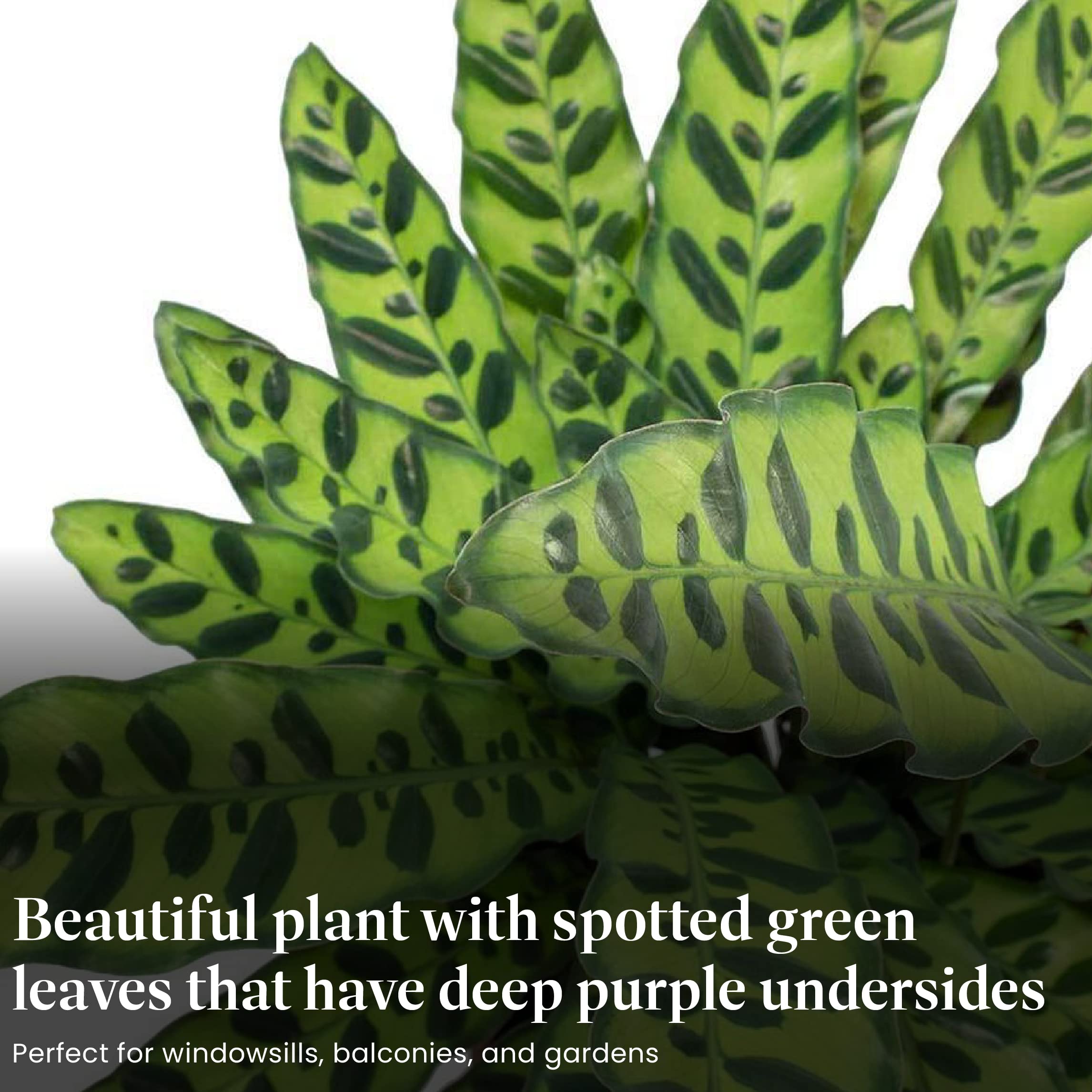 American Plant Exchange Calathea Rattlesnake purple undersides add tropical color to rooms