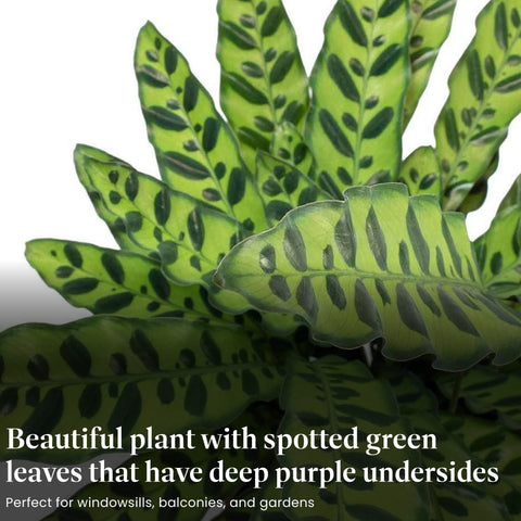 American Plant Exchange Calathea Rattlesnake purple undersides add tropical color to rooms