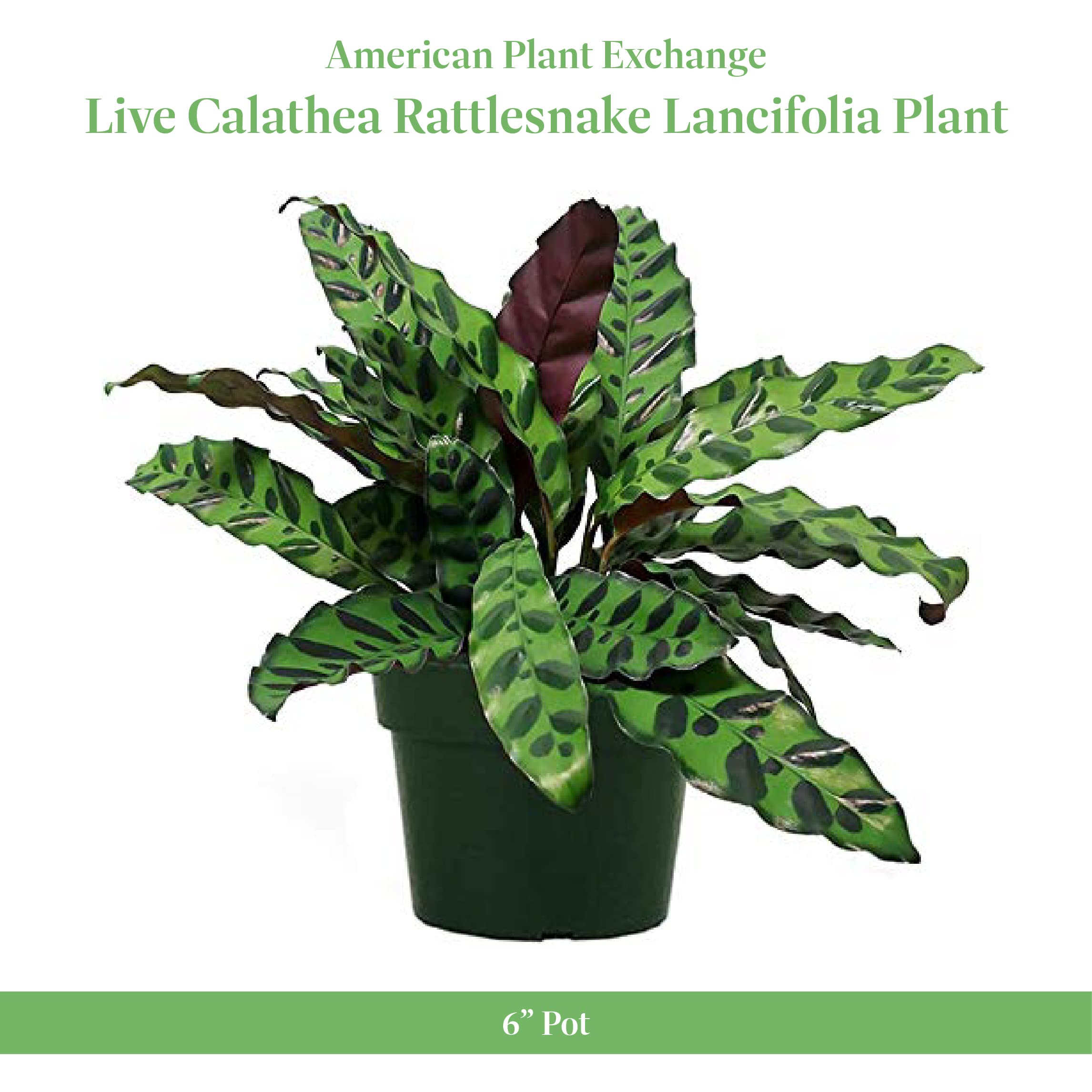 American Plant Exchange Calathea Rattlesnake leaves showing distinctive ruffles for living spaces