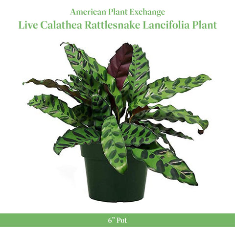 American Plant Exchange Calathea Rattlesnake leaves showing distinctive ruffles for living spaces