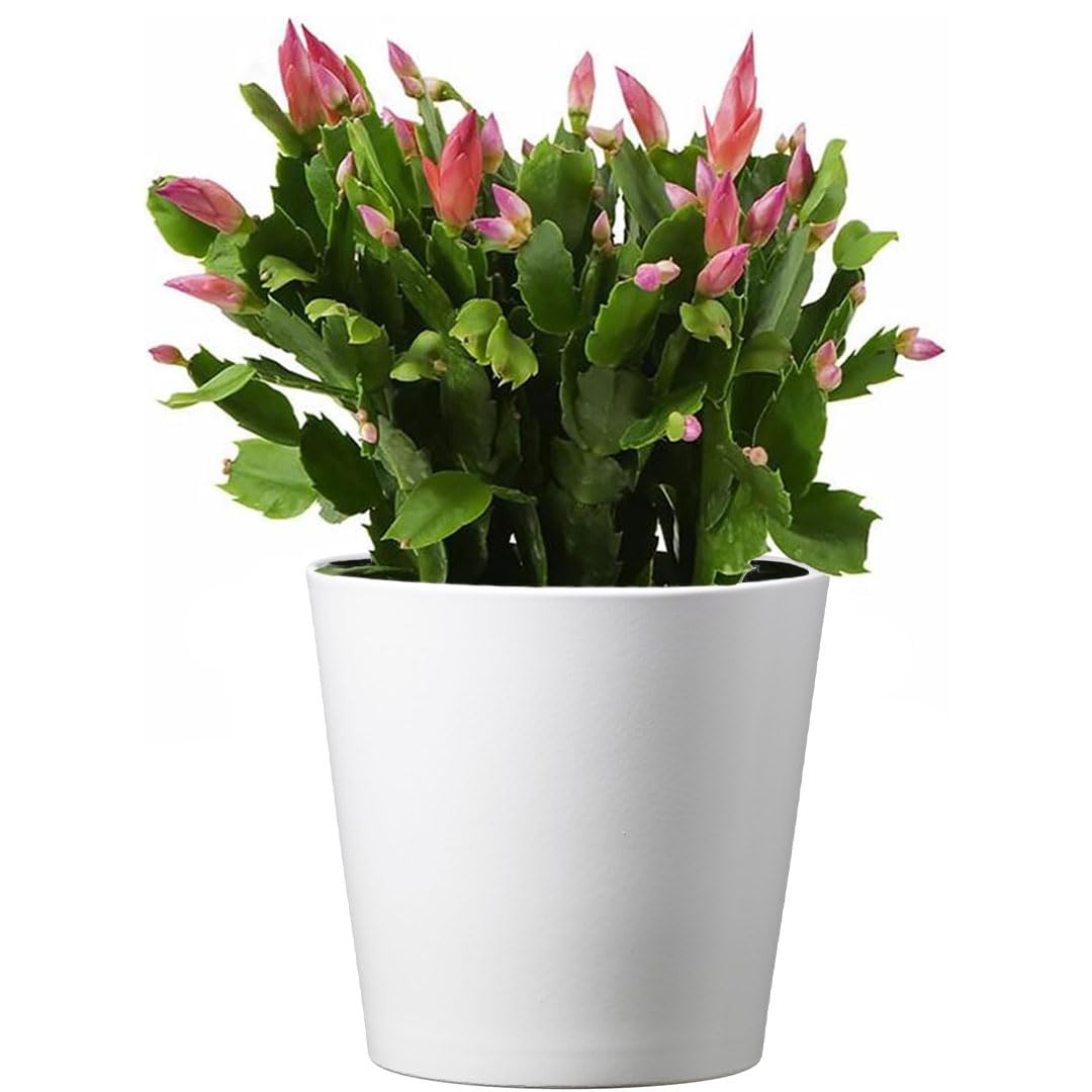 American Plant Exchange Christmas Cactus in a 6 inch pot cover boosts instant holiday decor.