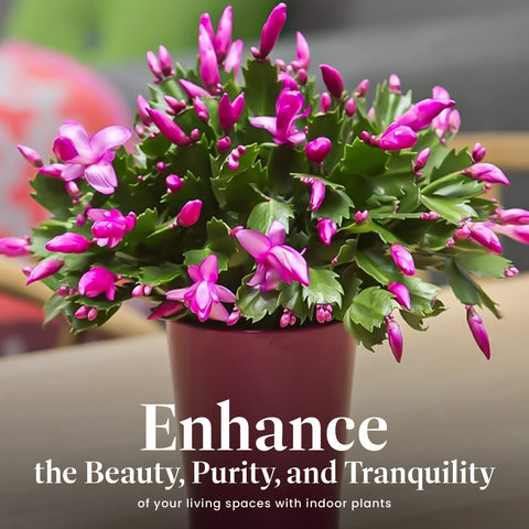 American Plant Exchange Christmas Cactus cascading branches serve as elegant centerpieces.