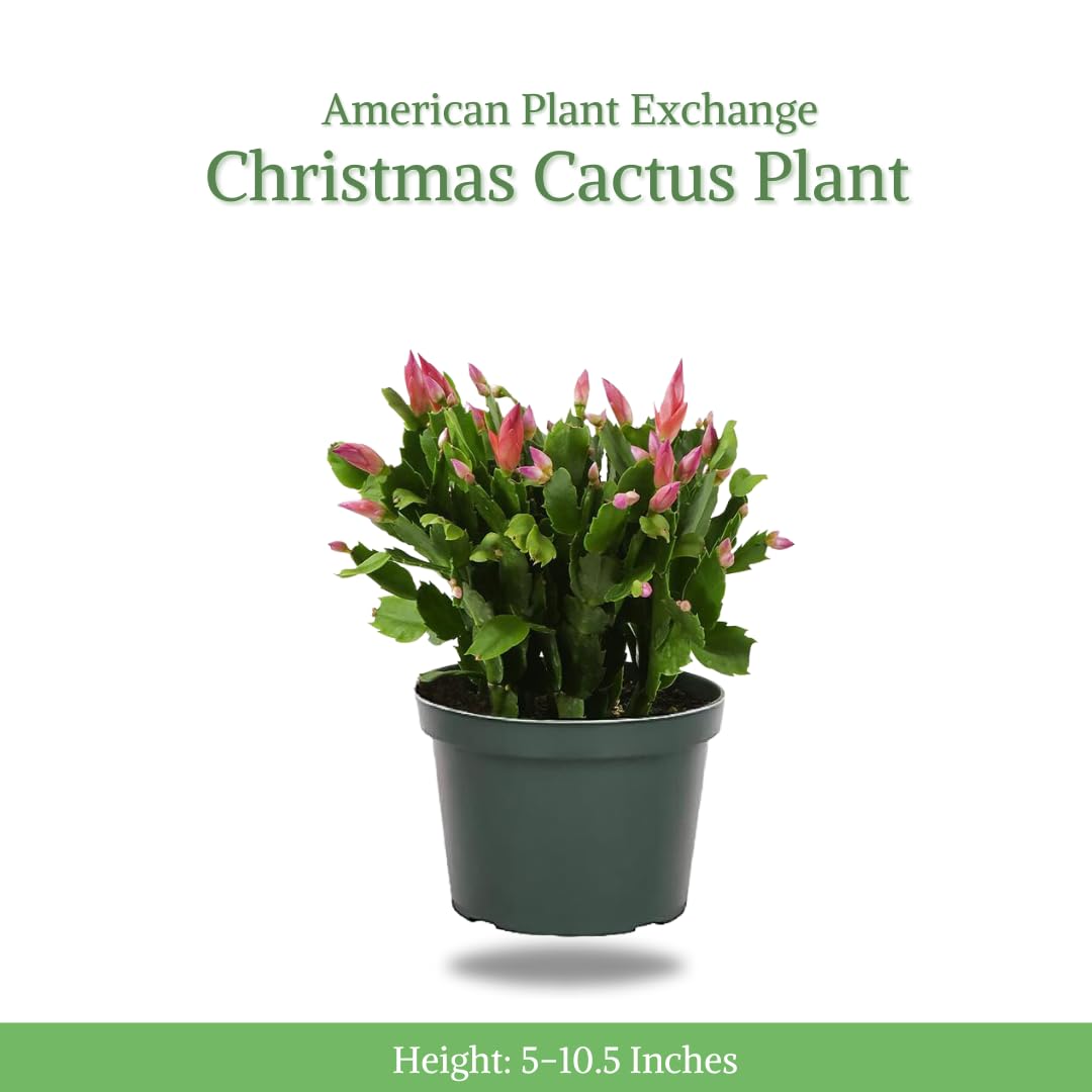 American Plant Exchange Christmas Cactus pink blooms brighten the space and mood.