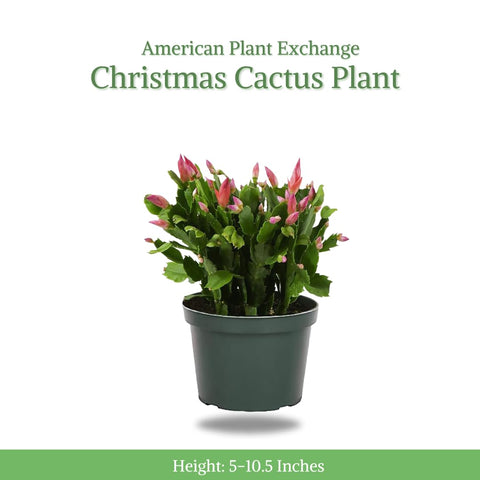 American Plant Exchange Christmas Cactus pink blooms brighten the space and mood.