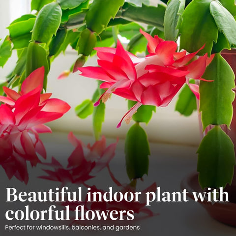 American Plant Exchange Christmas Cactus red blooms add festive color to homes.