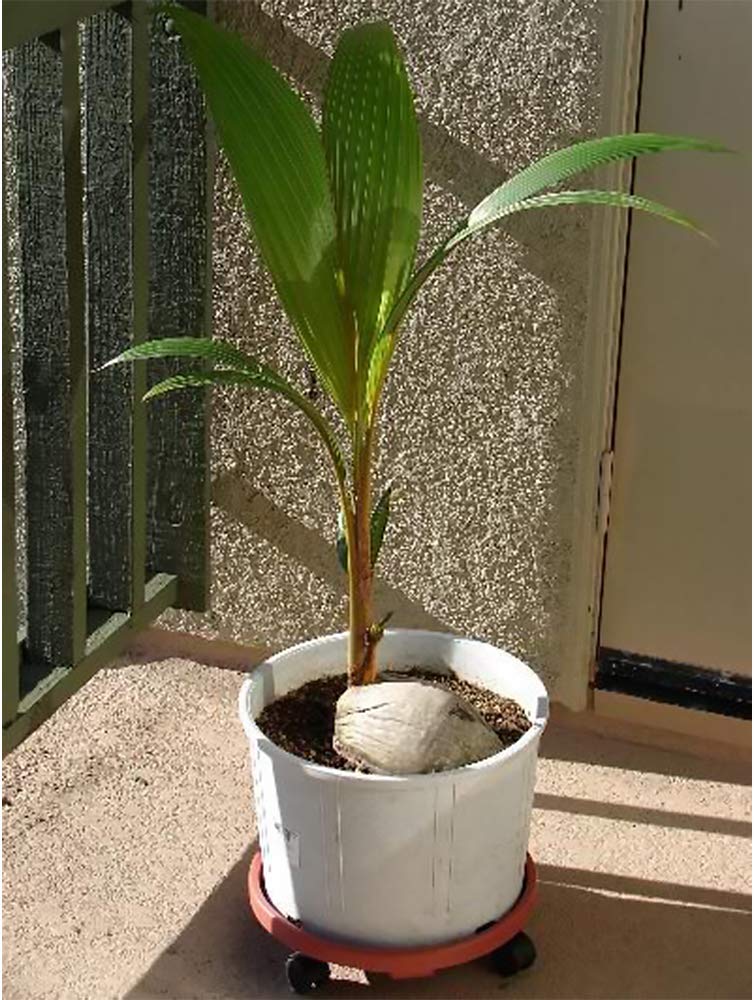 American Plant Exchange coconut palm thrives in bright light for easy care.