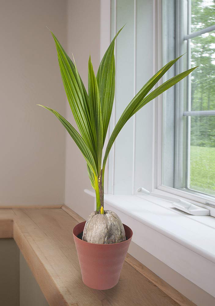 American Plant Exchange coconut palm with coconut husk base adds unique decor.