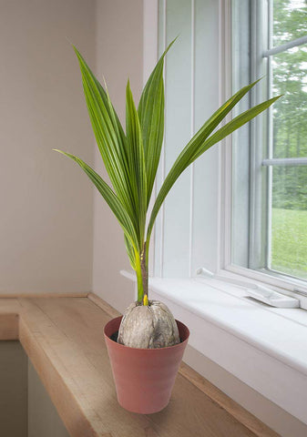 American Plant Exchange coconut palm with coconut husk base adds unique decor.