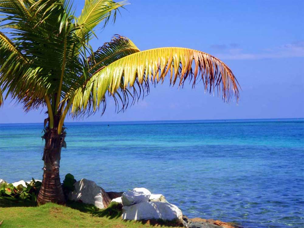 American Plant Exchange coconut palm fits indoor or outdoor spaces beautifully.