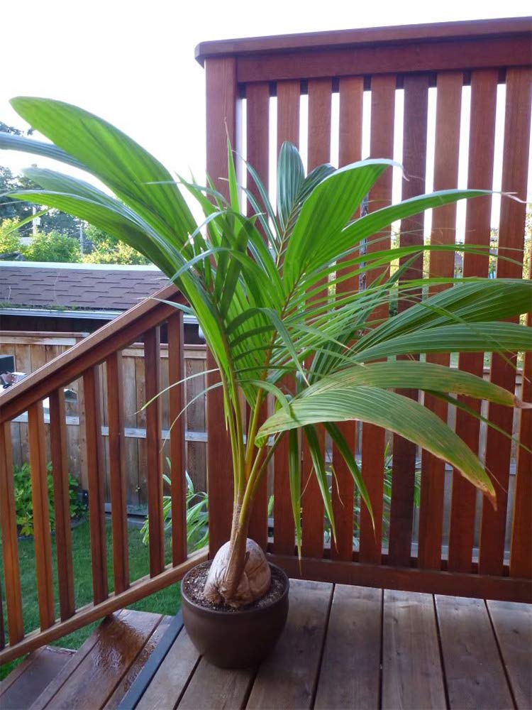 American Plant Exchange coconut palm supports simple care with moderate watering.