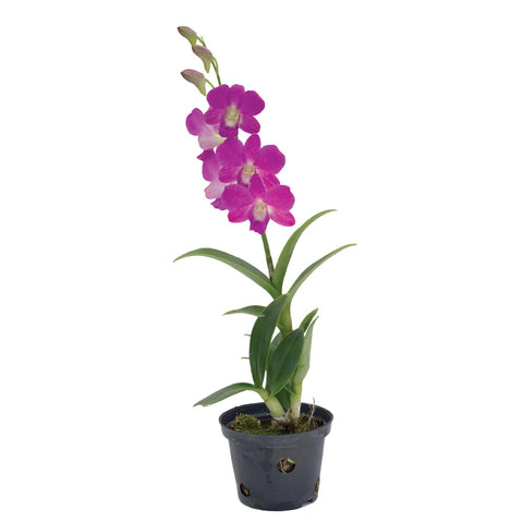 American Plant Exchange Dendrobium Orchid bloom brightens indoor decor with elegant color.