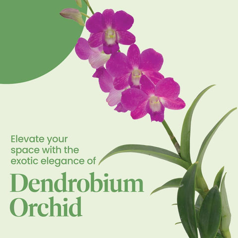 American Plant Exchange Dendrobium Orchid close-up bloom shows vivid petals.