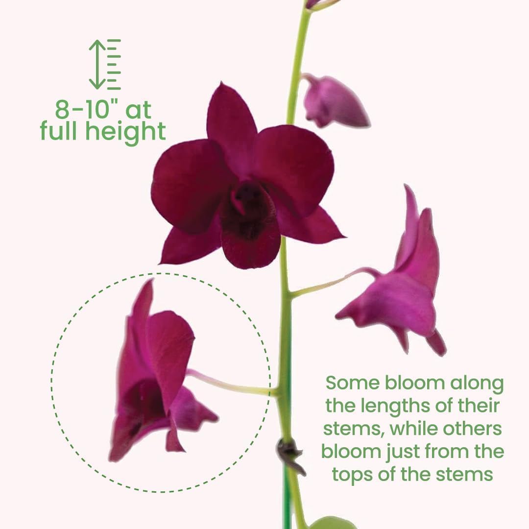 American Plant Exchange Dendrobium Orchid is gift-ready for birthdays or holidays.