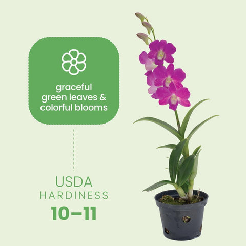 American Plant Exchange Dendrobium Orchid thrives in bright indirect light for easy care.