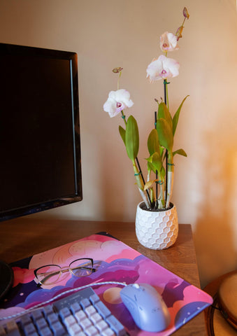 American Plant Exchange Dendrobium Orchid in a pot enhances stylish indoor display.