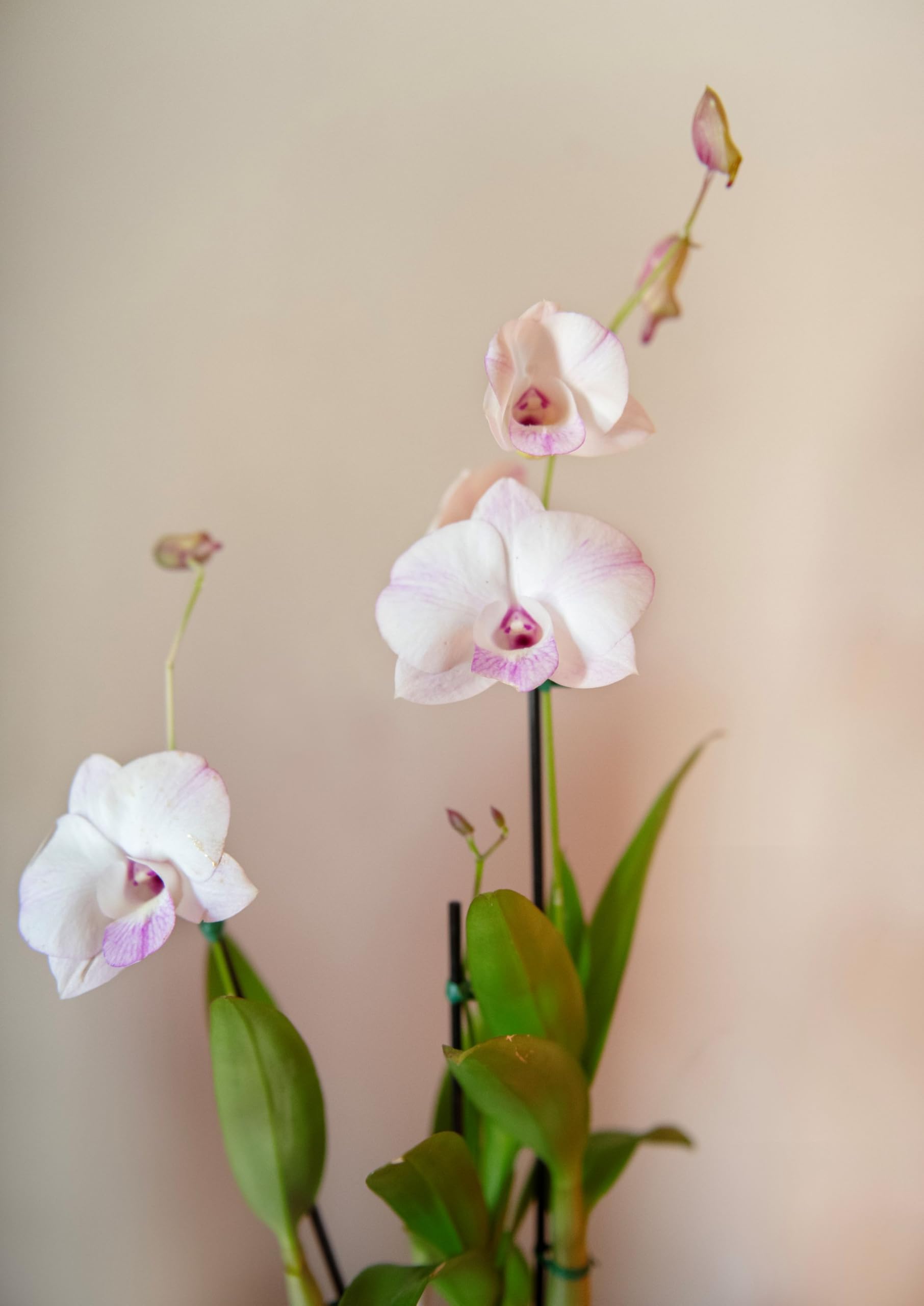 American Plant Exchange Dendrobium Orchid stem display adds tropical elegance to any room.