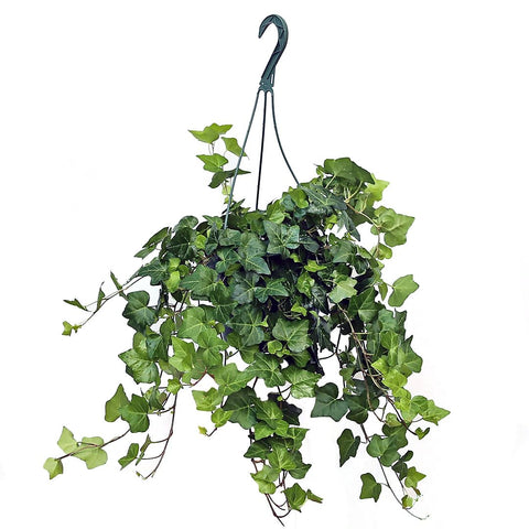American Plant Exchange English Ivy hanging basket with trailing foliage for indoor decor and air freshness.