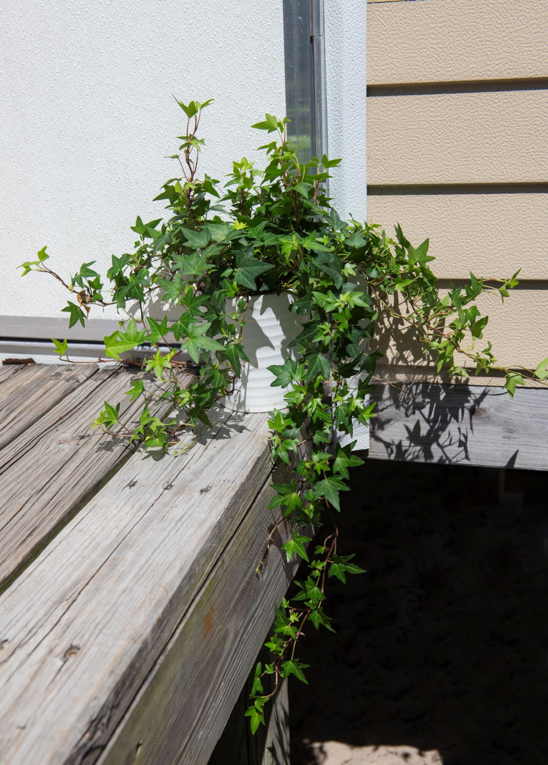American Plant Exchange English Ivy care tips for low-maintenance living decor