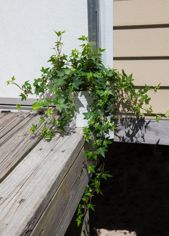 American Plant Exchange English Ivy care tips for low-maintenance living decor