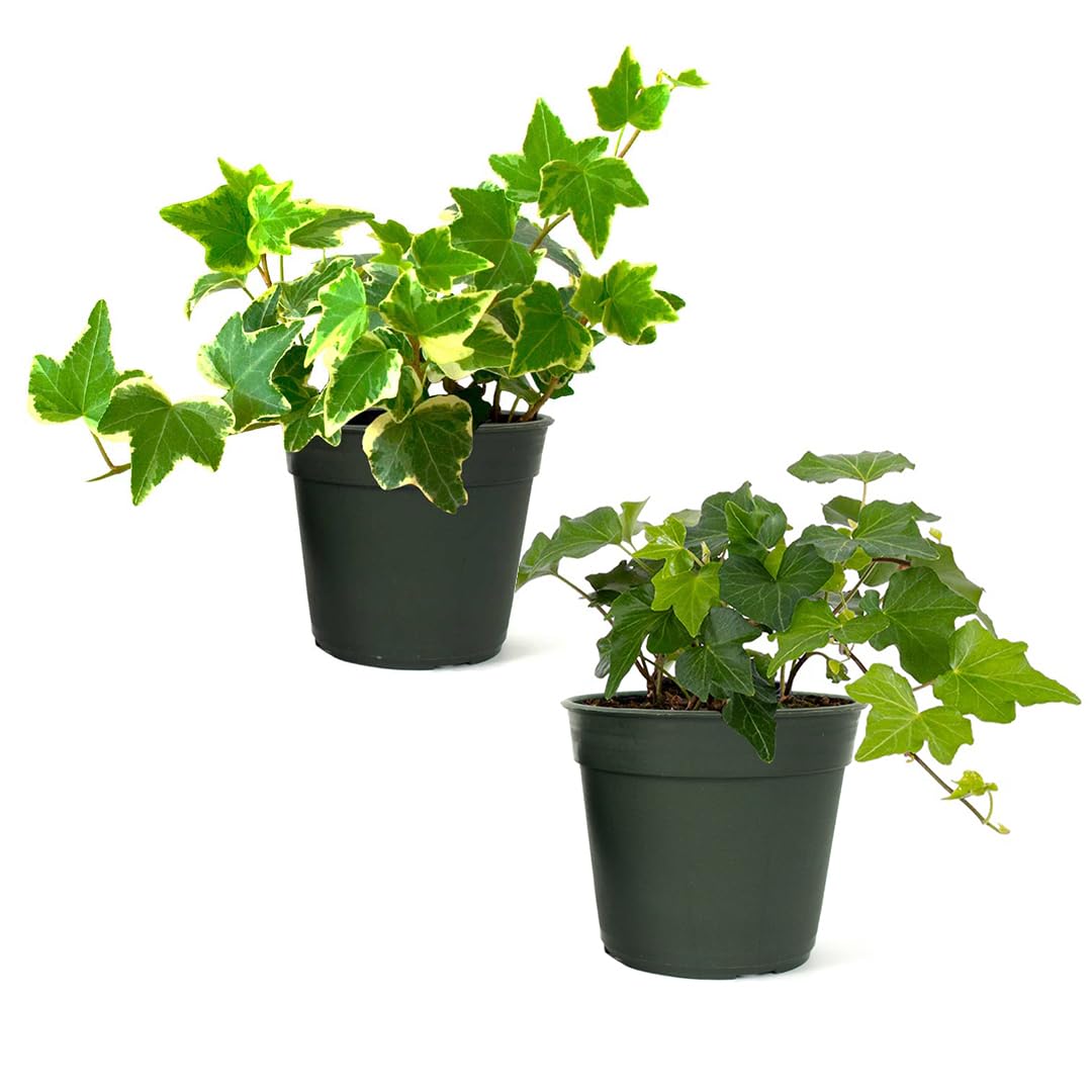 American Plant Exchange English Ivy Green 4-inch pot with lush trailing foliage for shelves.