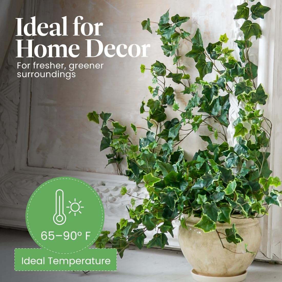 American Plant Exchange English Ivy Green close-up highlights glossy leaves for indoor accents.