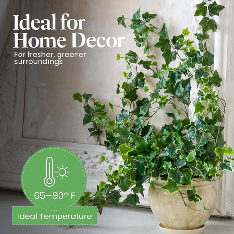 American Plant Exchange English Ivy Green close-up highlights glossy leaves for indoor accents.