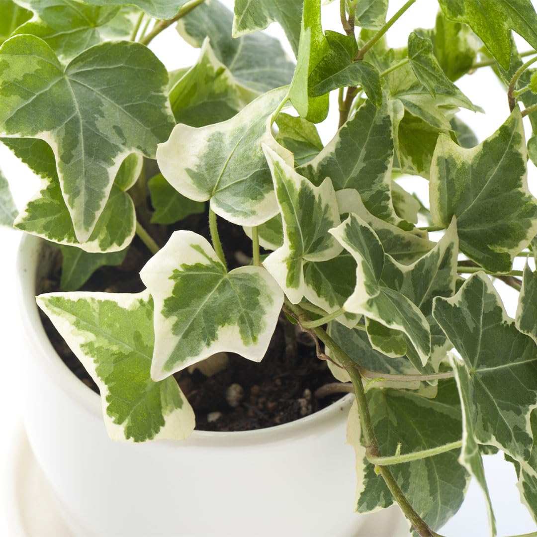 American Plant Exchange English Ivy Green trailing on a shelf enhances room decor.