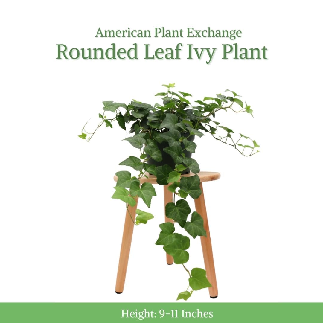 American Plant Exchange English Ivy hanging basket display delivers elegant cascading greenery