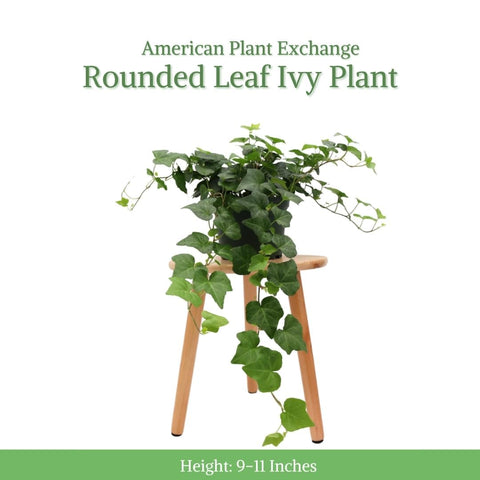 American Plant Exchange English Ivy hanging basket display delivers elegant cascading greenery