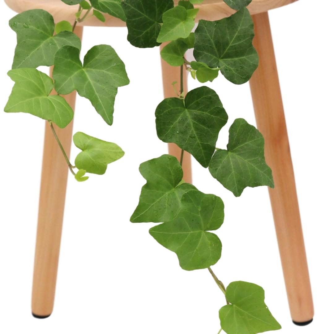 American Plant Exchange English Ivy thrives in indoor garden setups with indirect light