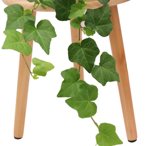 American Plant Exchange English Ivy thrives in indoor garden setups with indirect light