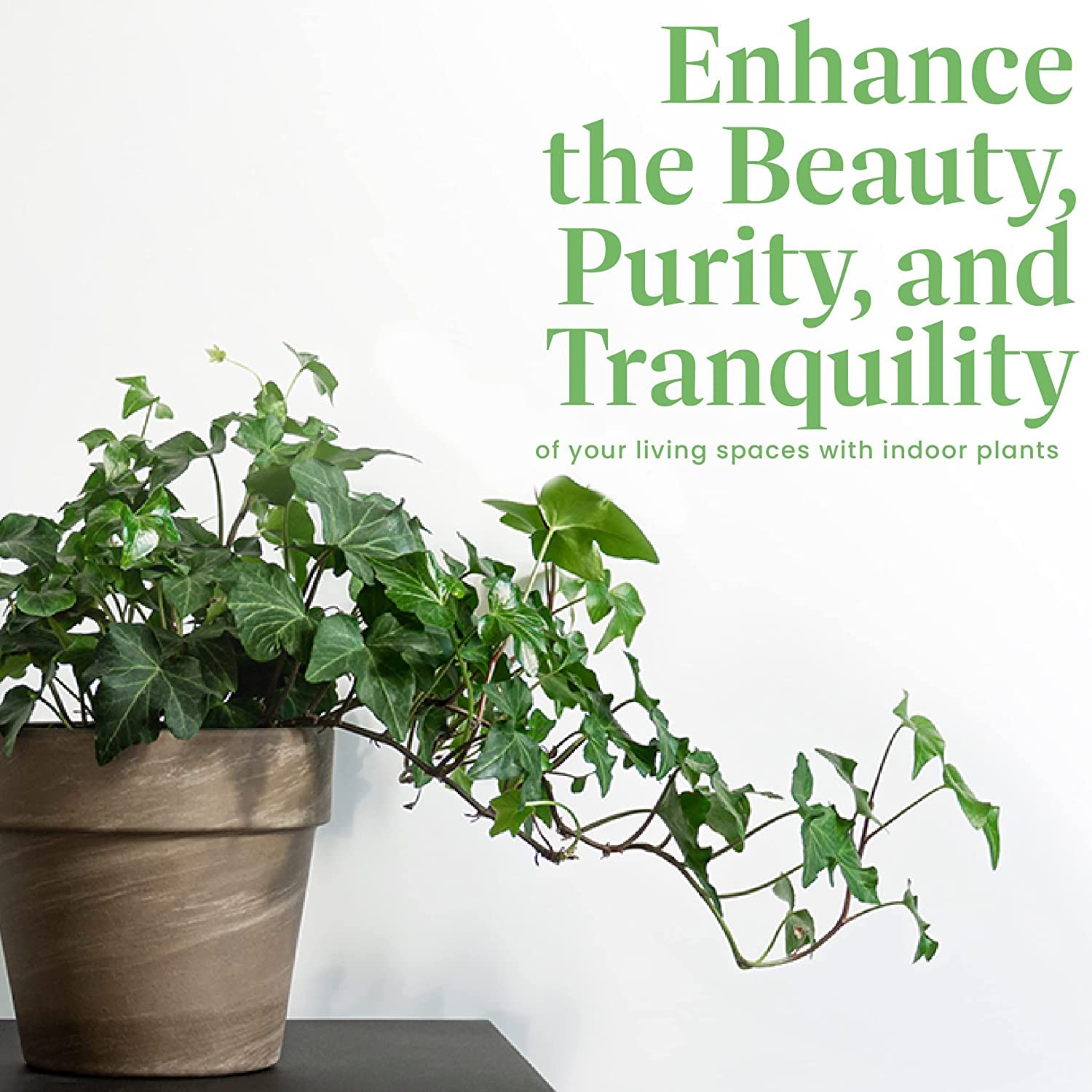 American Plant Exchange English Ivy in a patio container adds shade-tolerant greenery