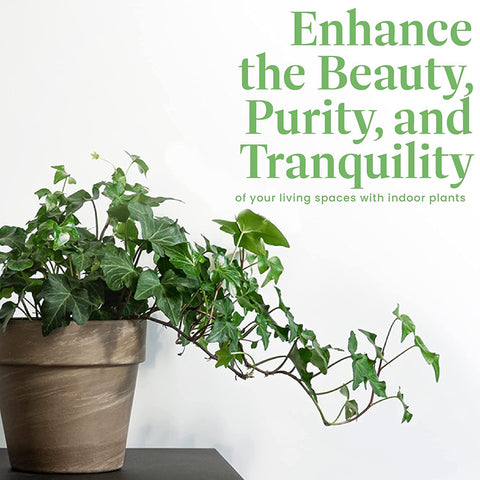 American Plant Exchange English Ivy in a patio container adds shade-tolerant greenery