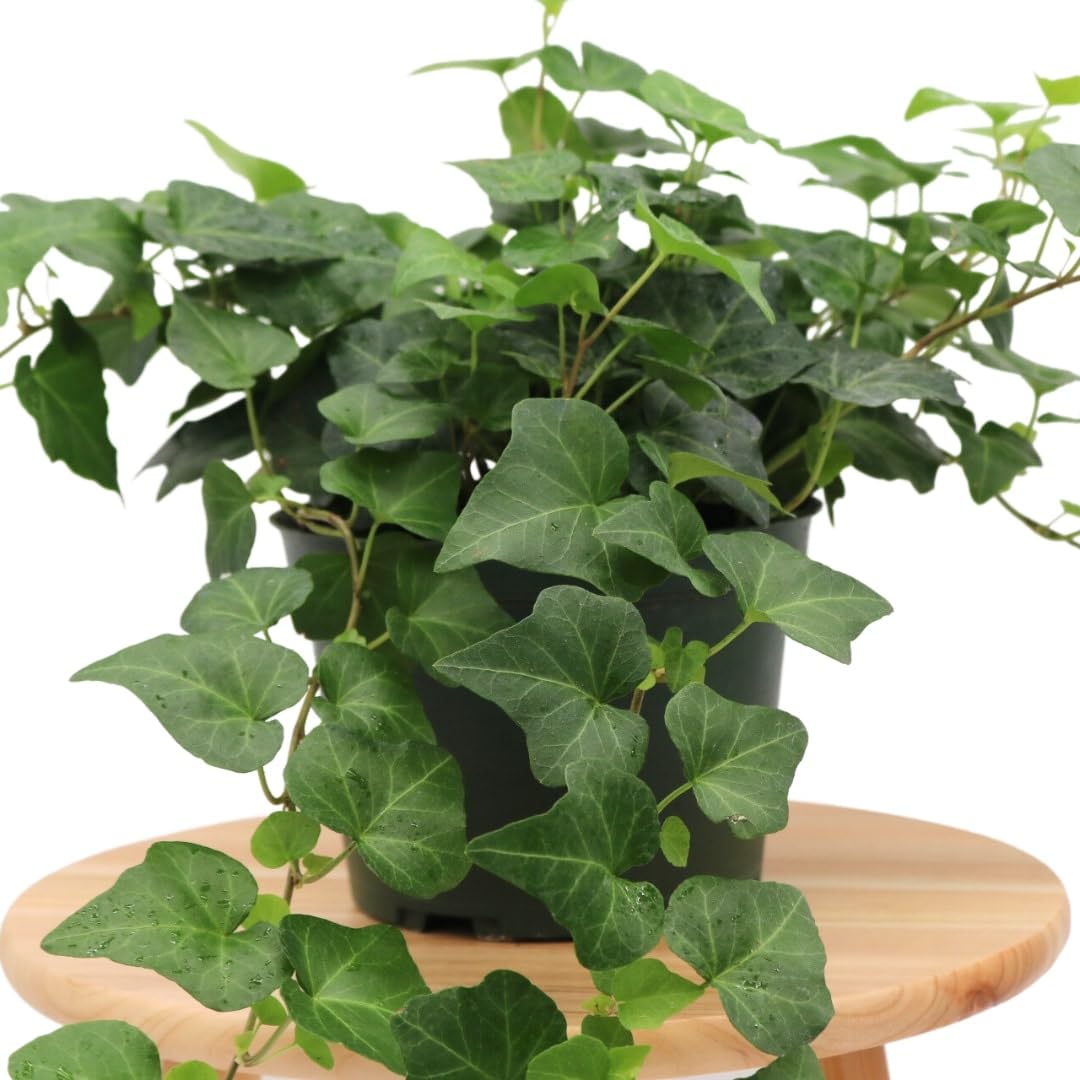 American Plant Exchange English Ivy on a shelf creates a refreshing room accent