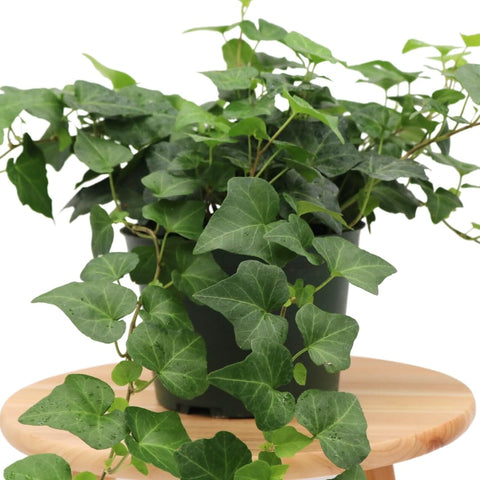 American Plant Exchange English Ivy on a shelf creates a refreshing room accent