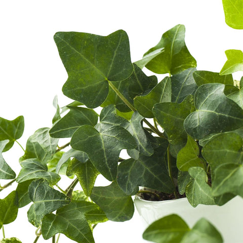 American Plant Exchange English Ivy Variegated trailing brightens spaces with creamy greens.