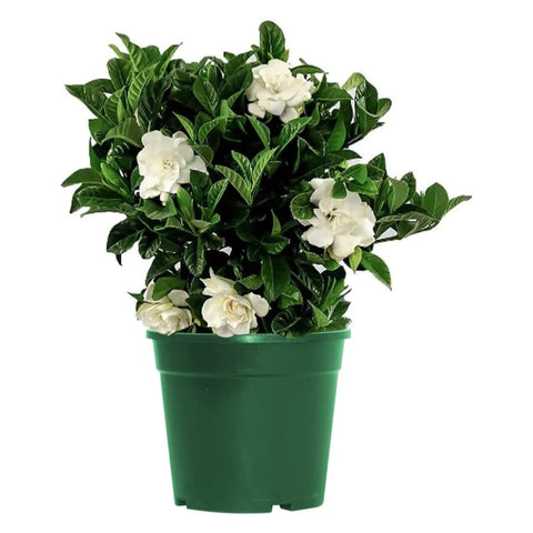 American Plant Exchange Gardenia Mini Veitchii in a 6-inch pot with fragrant blooms for home décor