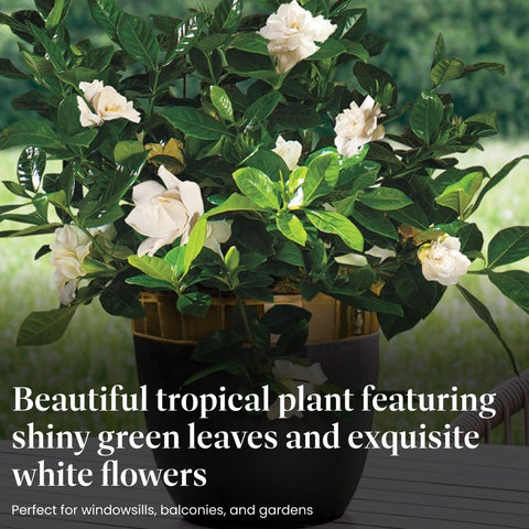 White gardenia blooms on Mini Veitchii gardenia for elegant display